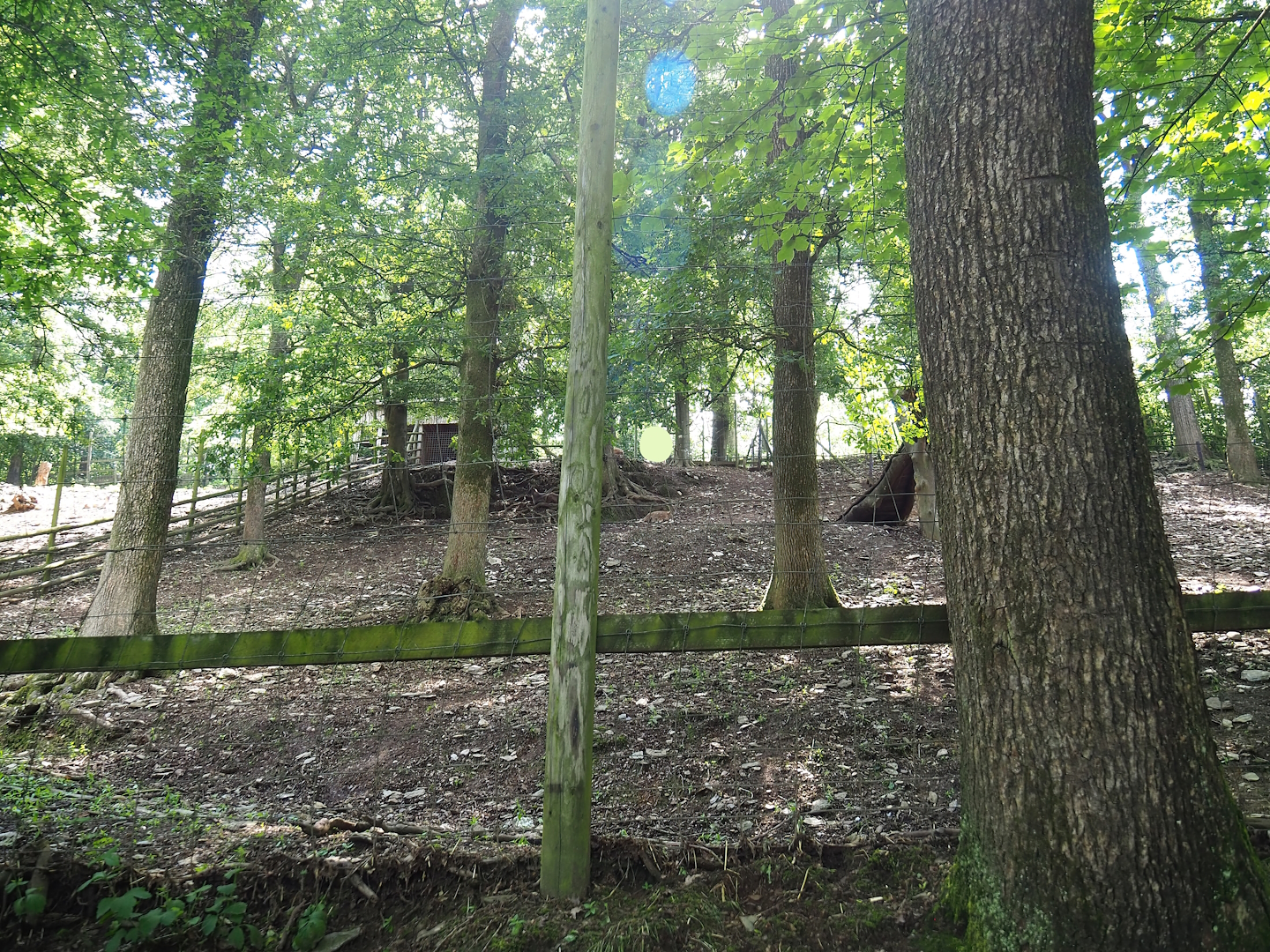 Himalayan tahr exhibit, 2023-06-24