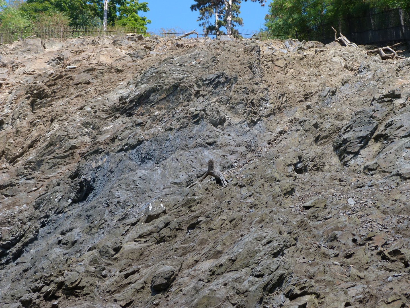 Himalayan tahr exhibit -Zoo Praha (2025)