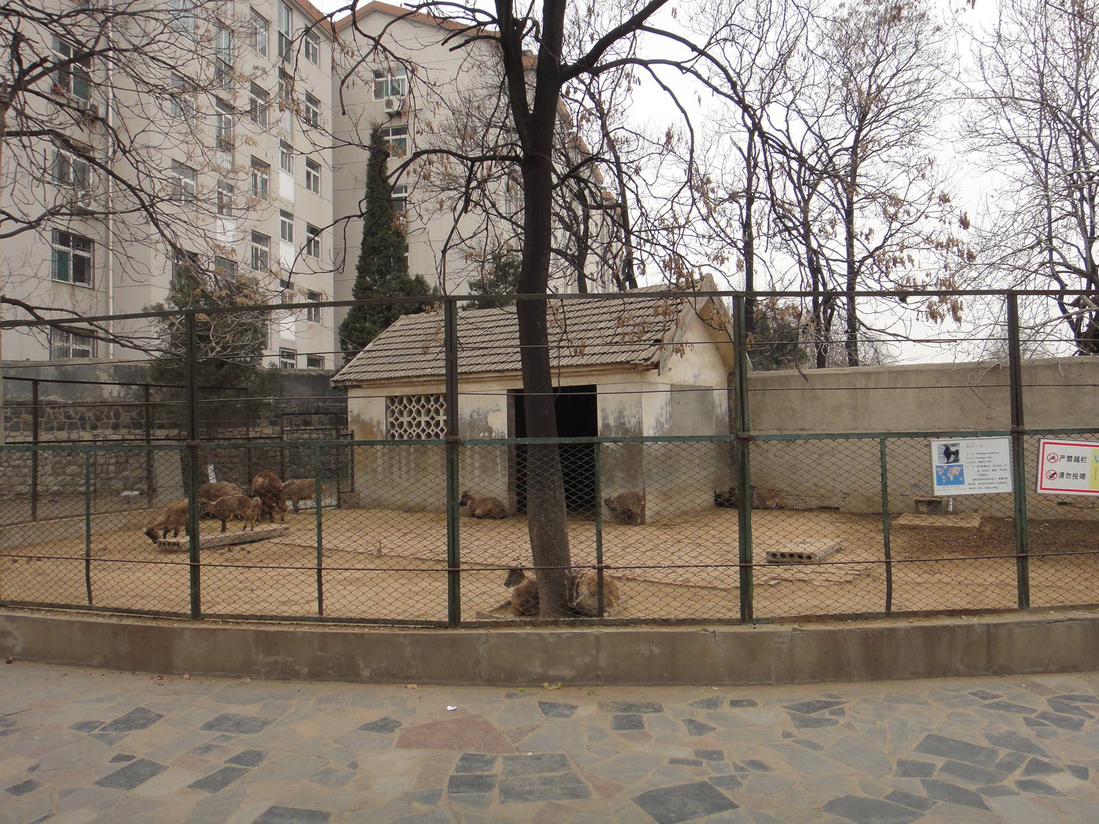 Himalayan tahr exhibit