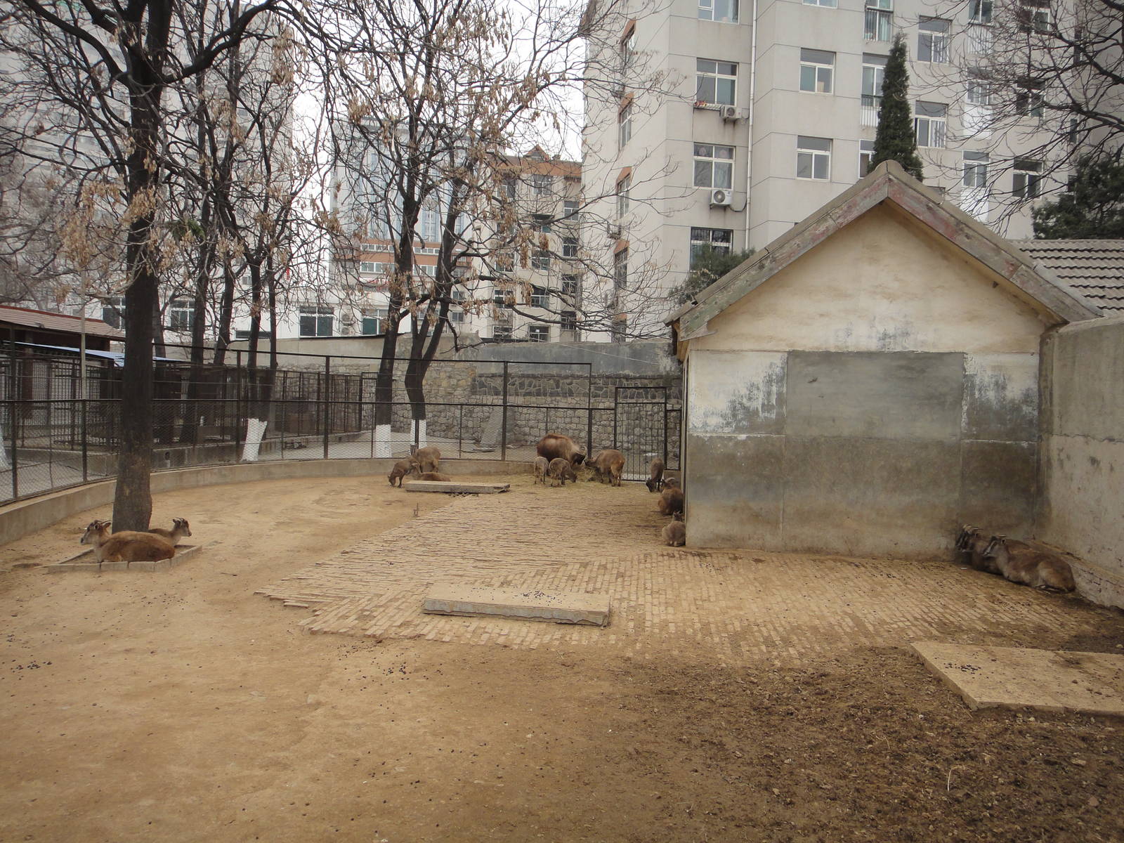 Himalayan tahr exhibit