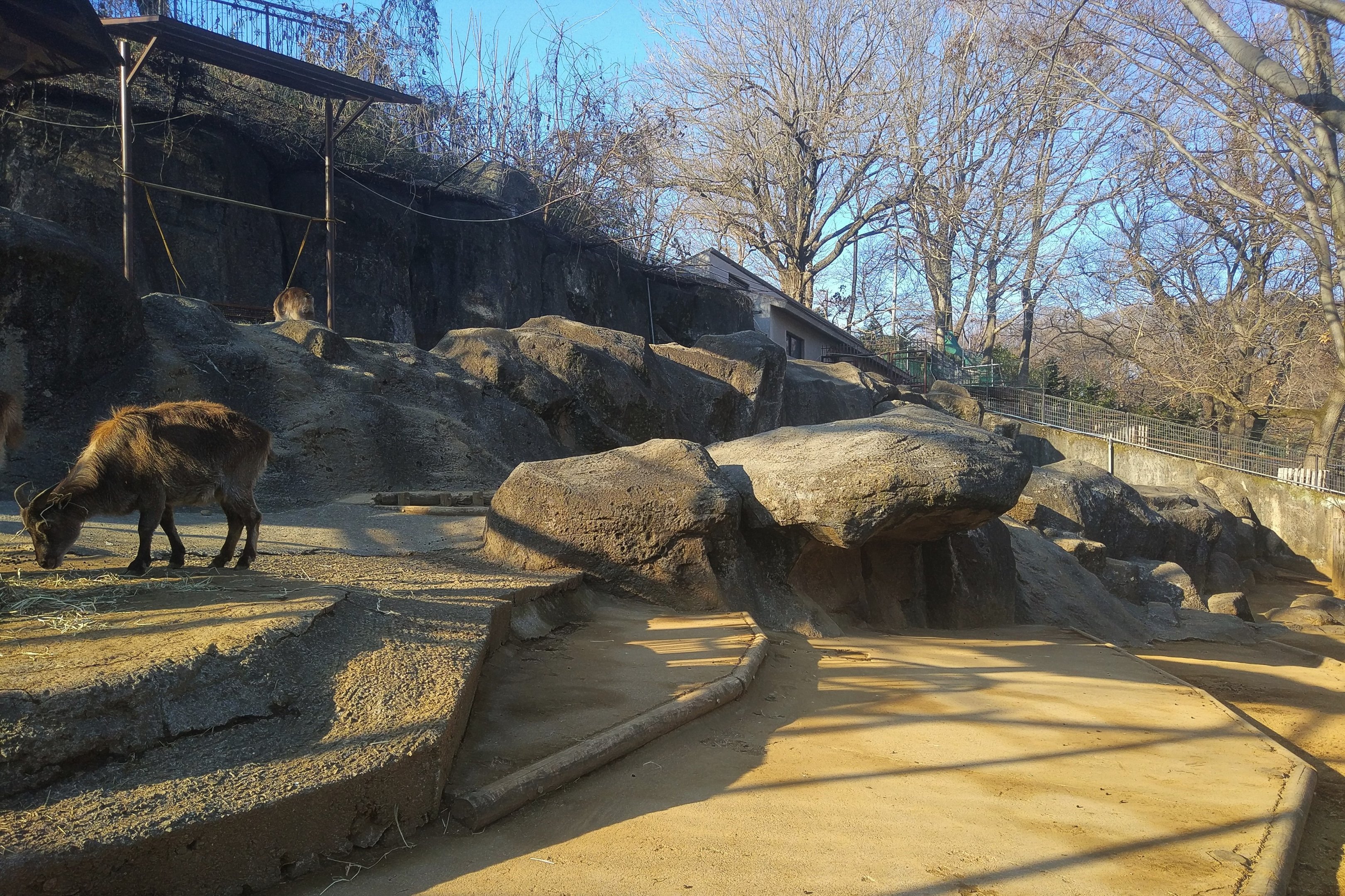 Himalayan Tahr Exhibit