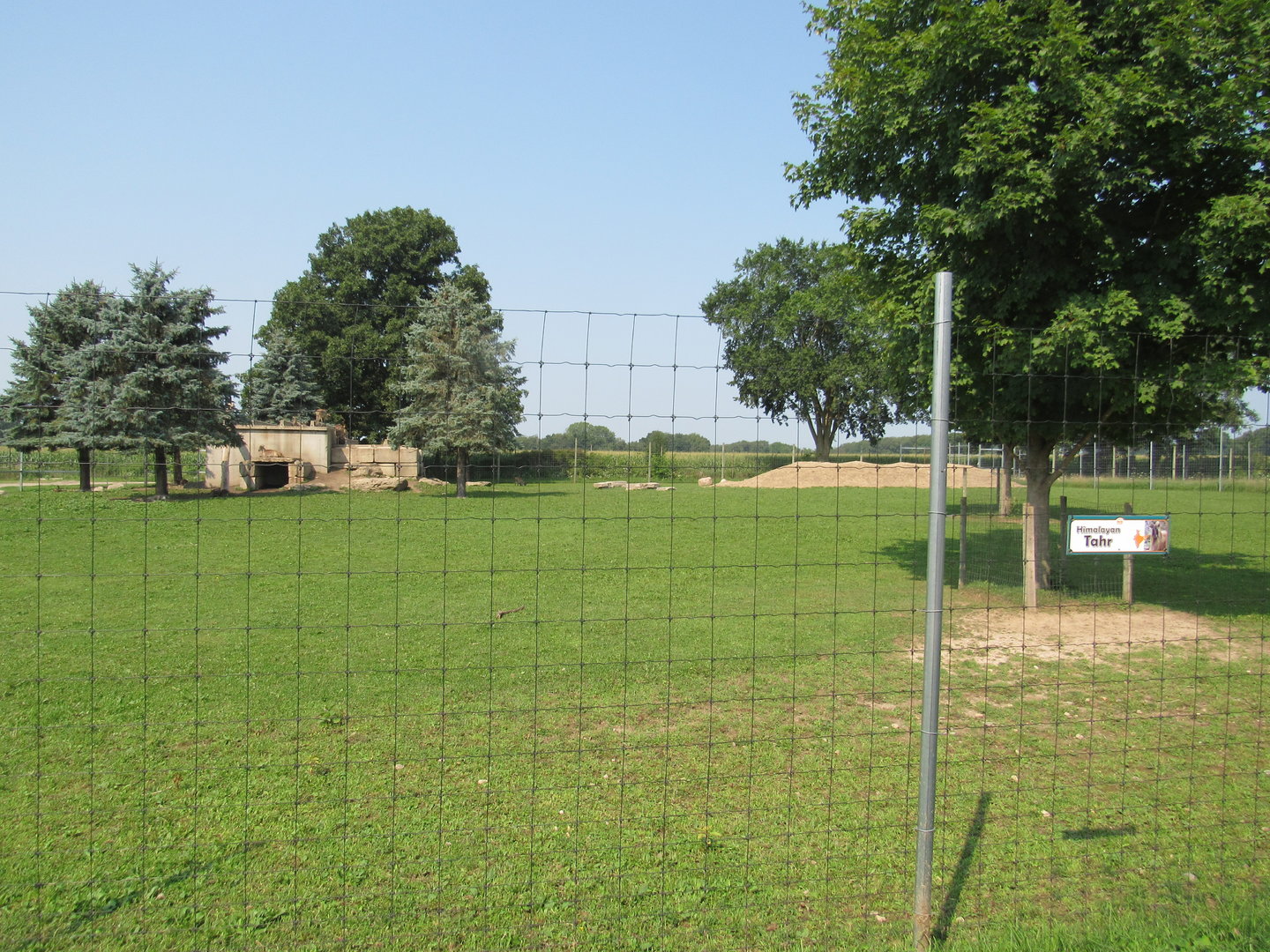 Himalayan Tahr Exhibit