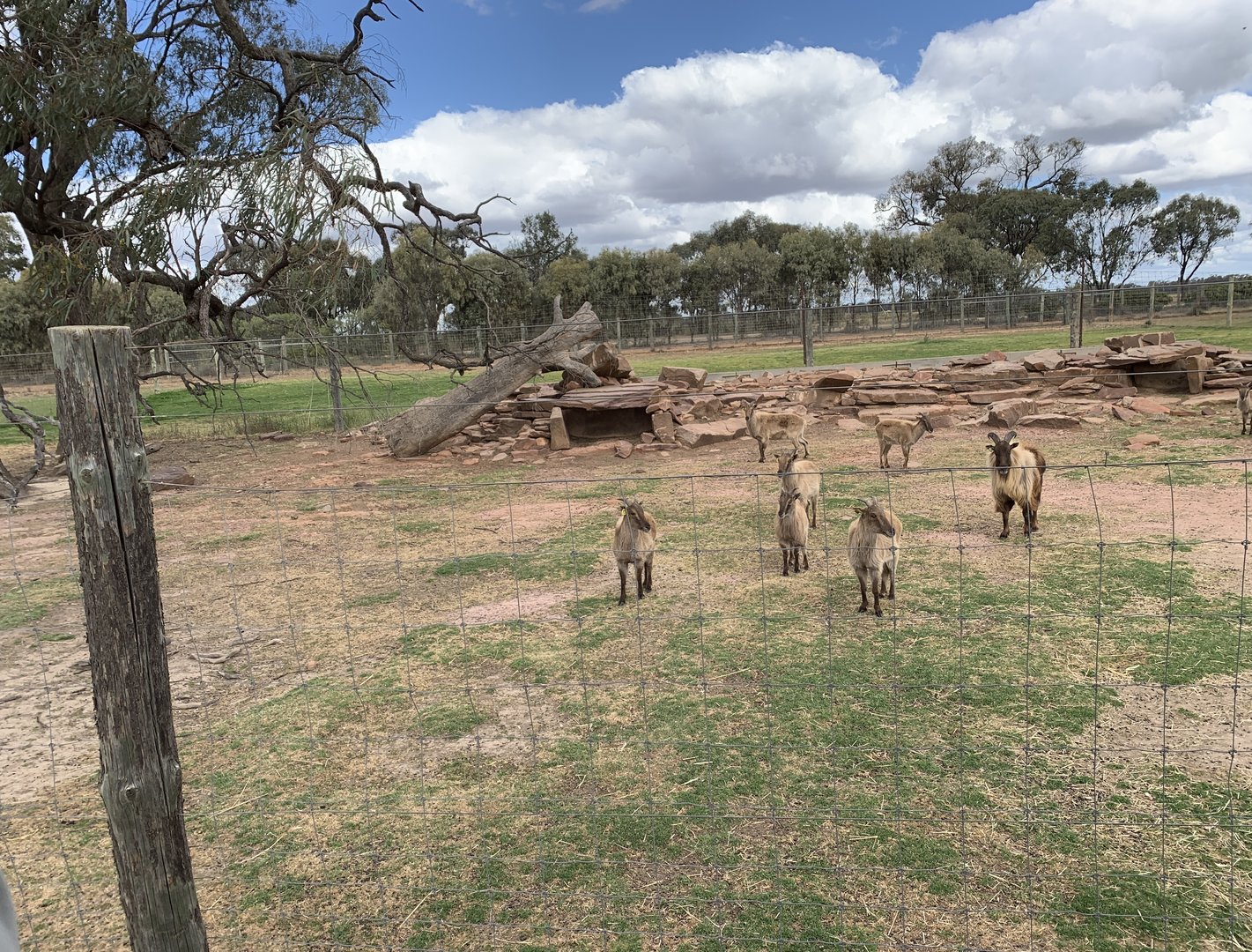 Himalayan Tahr Exhibit