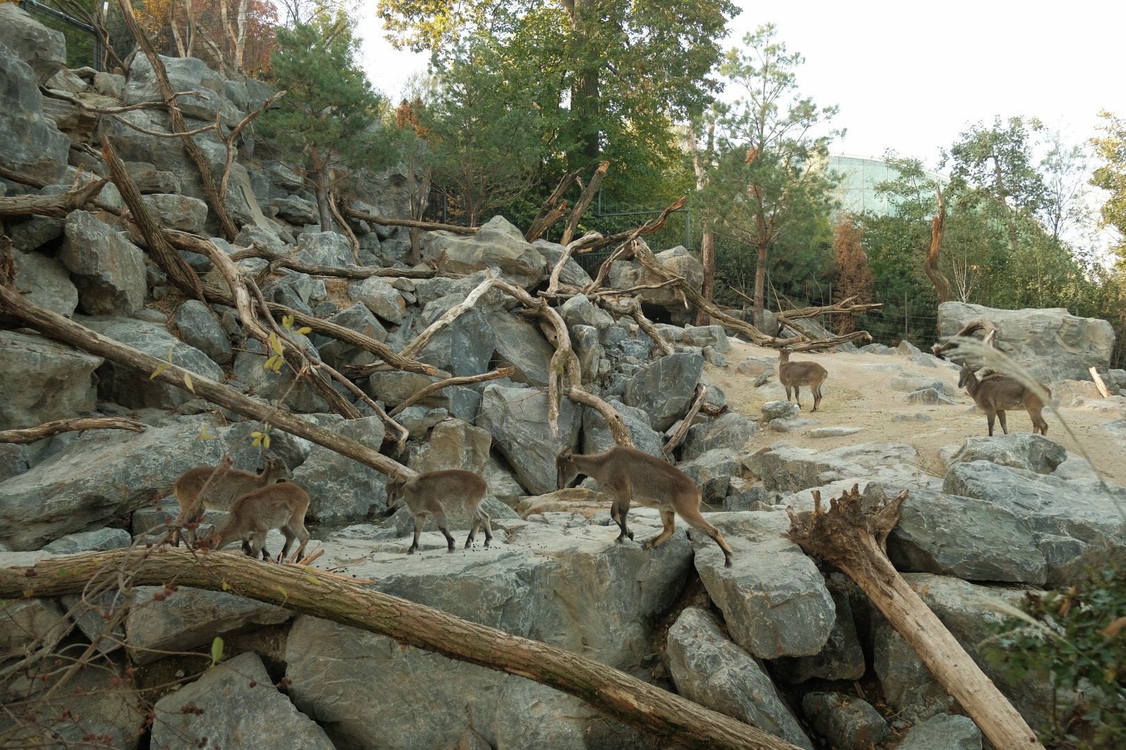 Himalayan Tahr Exhibit