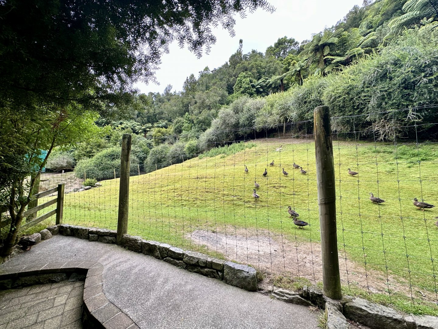 Himalayan Tahr Exhibit