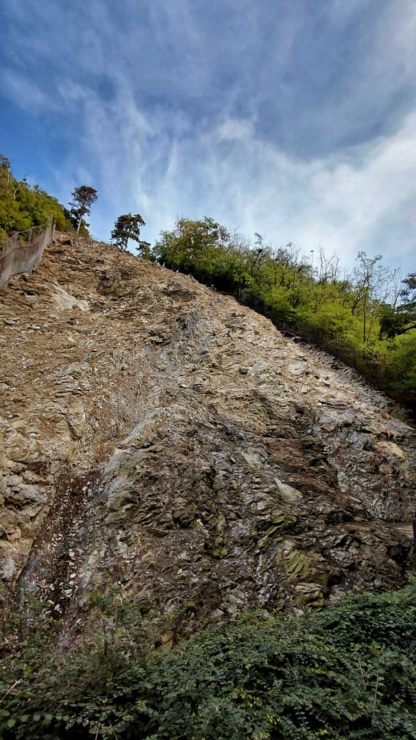 Himalayan tahr exhibit