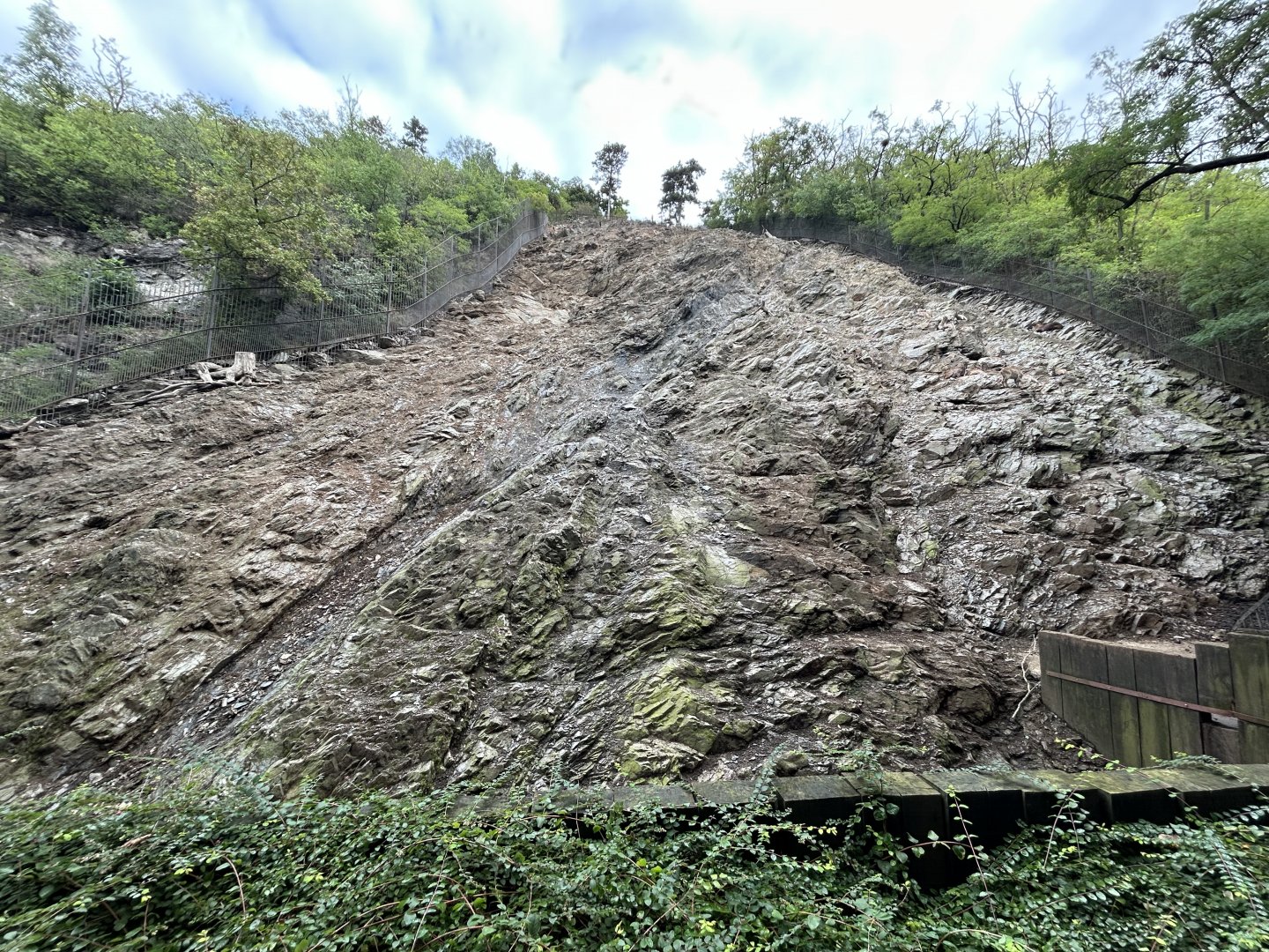 Himalayan Tahr Exhibit