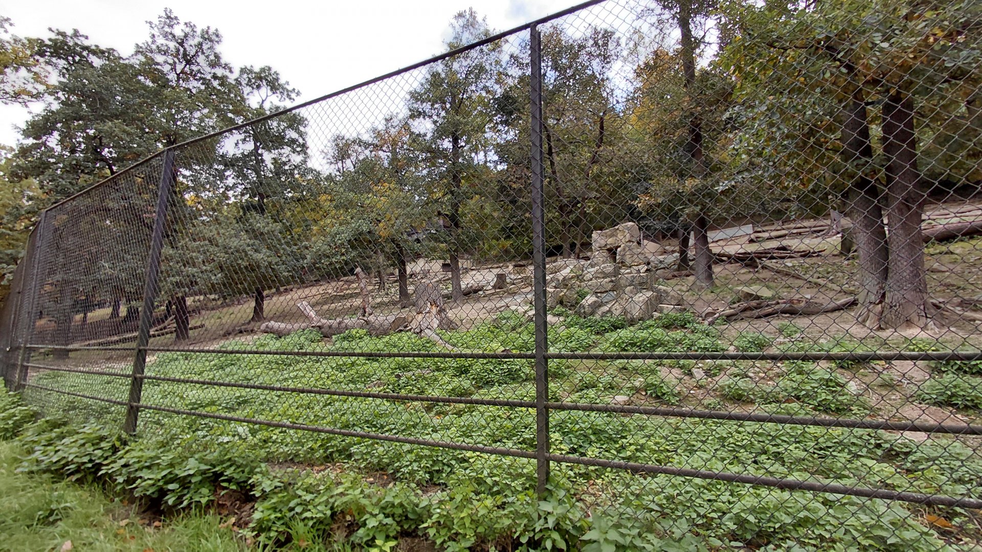 Himalayan tahr exhibit