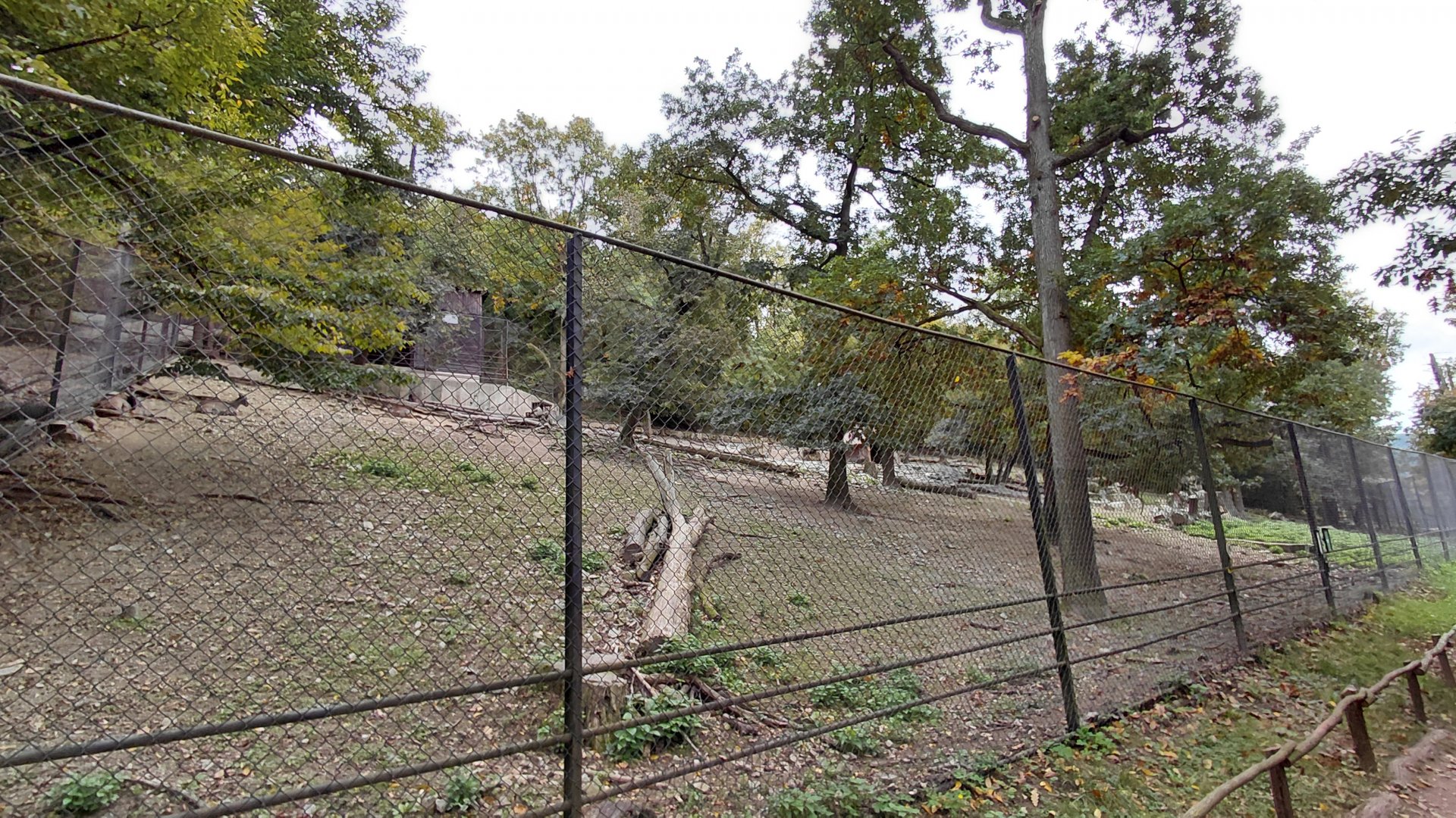 Himalayan tahr exhibit