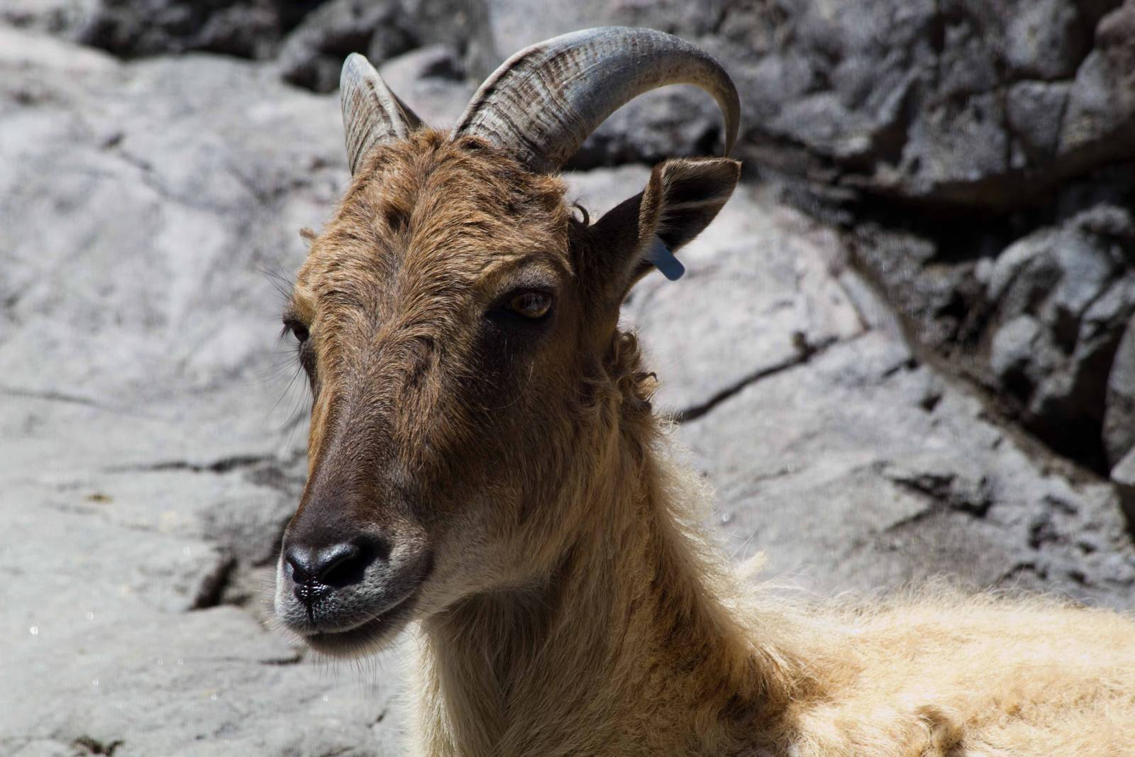 Himalayan Tahr female