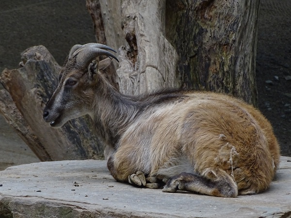Himalayan tahr (Hemitragus jemlahicus) (07/22)