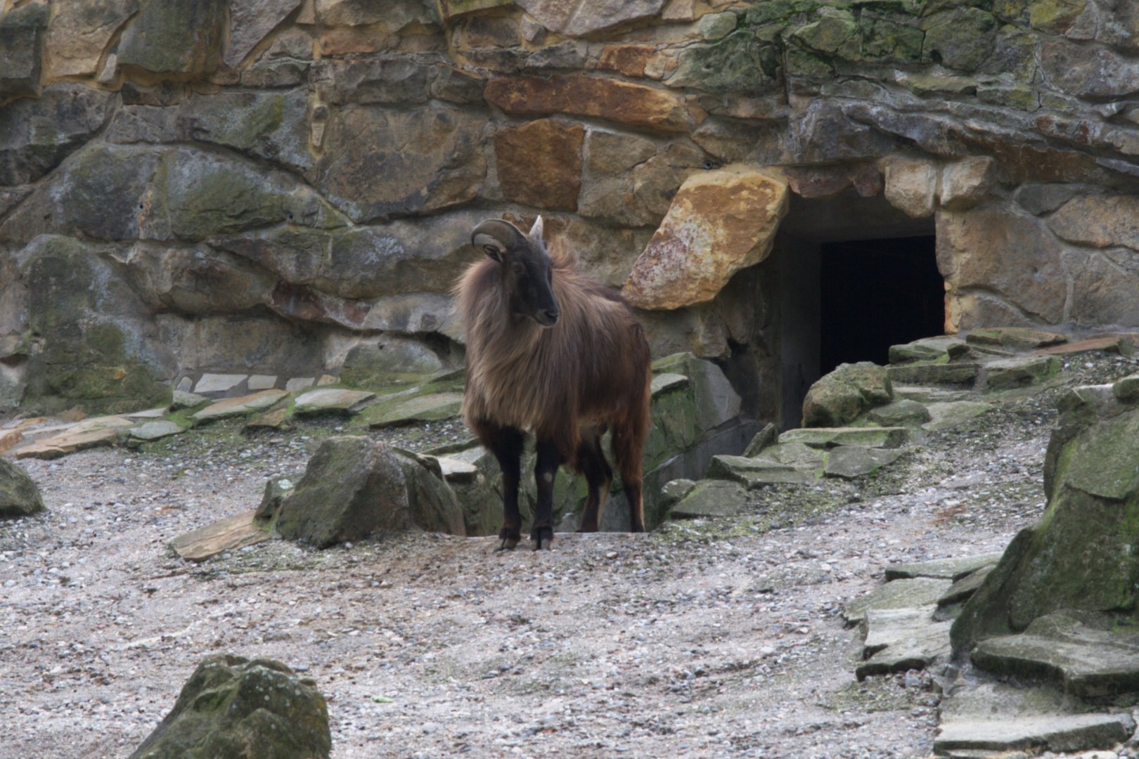 Himalayan Tahr (Hemitragus jemlahicus), 16-09-25