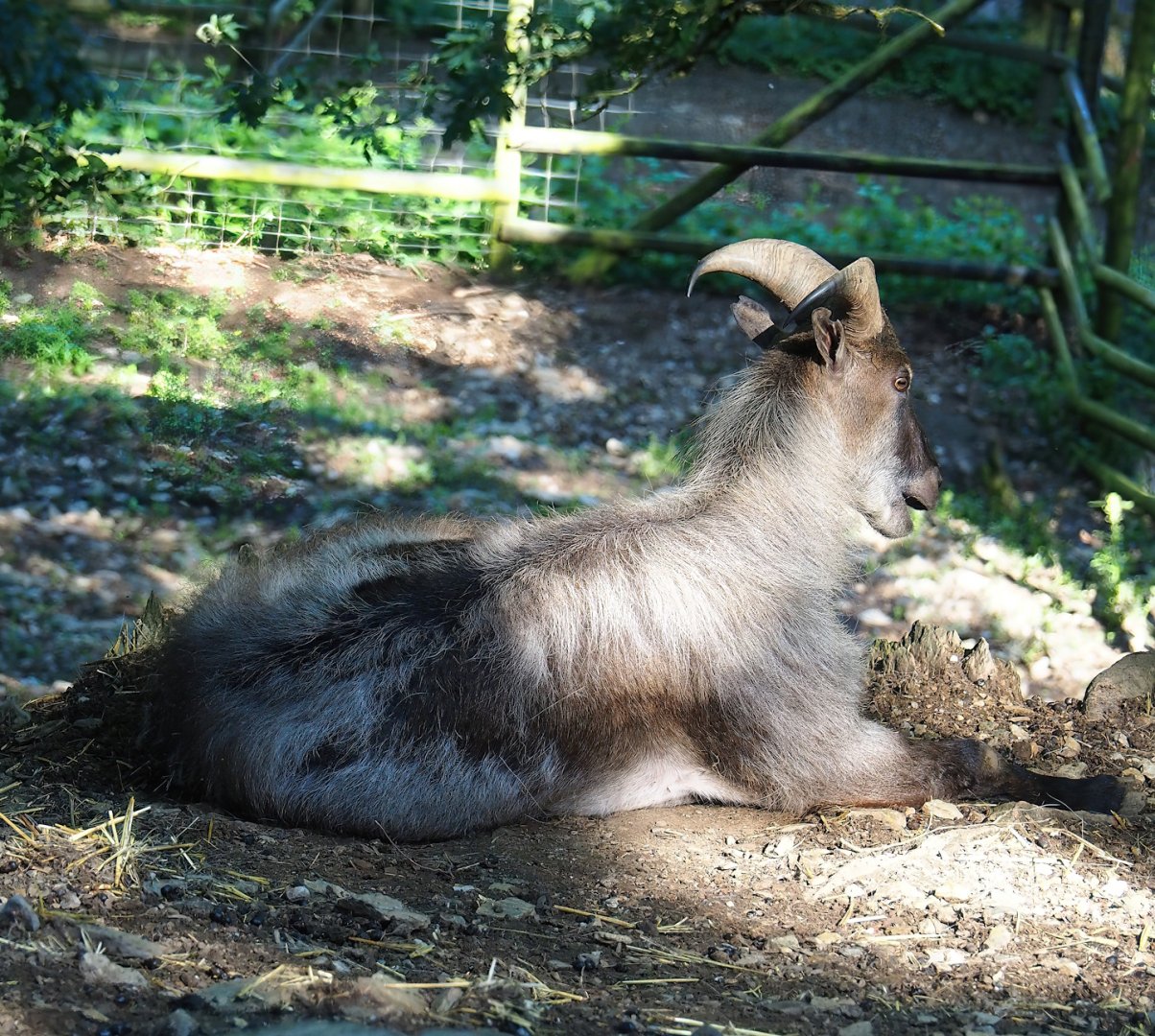 Himalayan tahr (Hemitragus jemlahicus), 2023-06-24