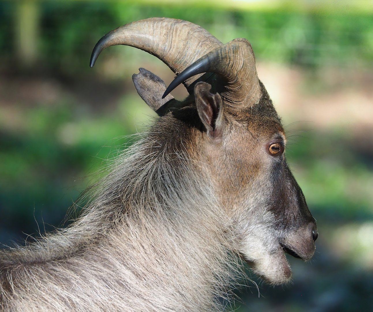 Himalayan tahr (Hemitragus jemlahicus), 2023-06-24