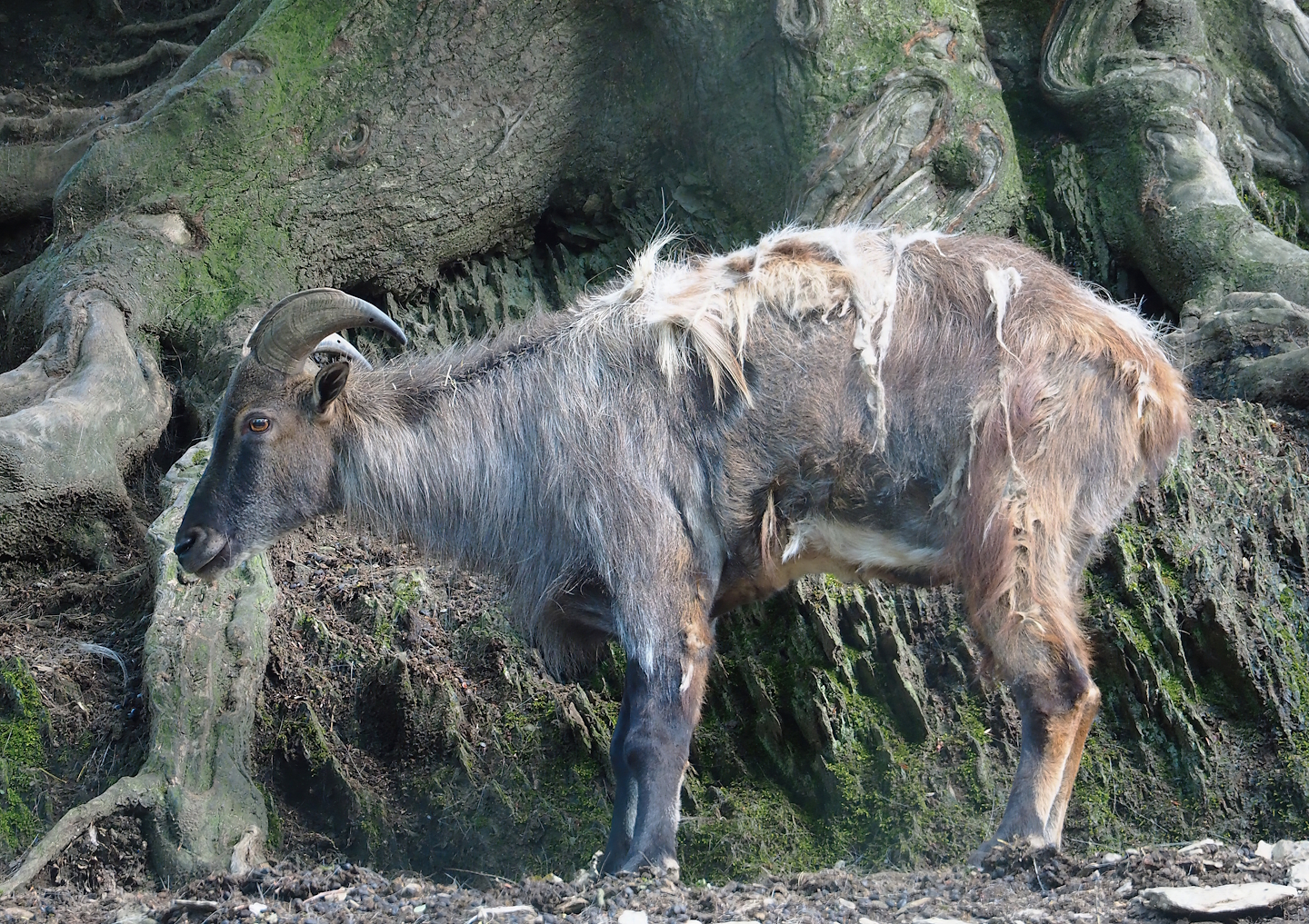 Himalayan tahr (Hemitragus jemlahicus), 2023-06-24