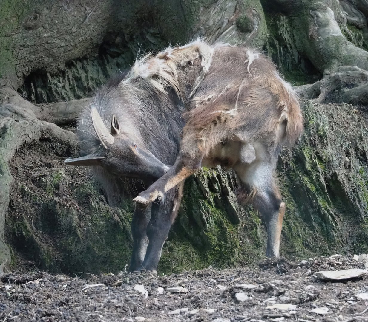 Himalayan tahr (Hemitragus jemlahicus), 2023-06-24