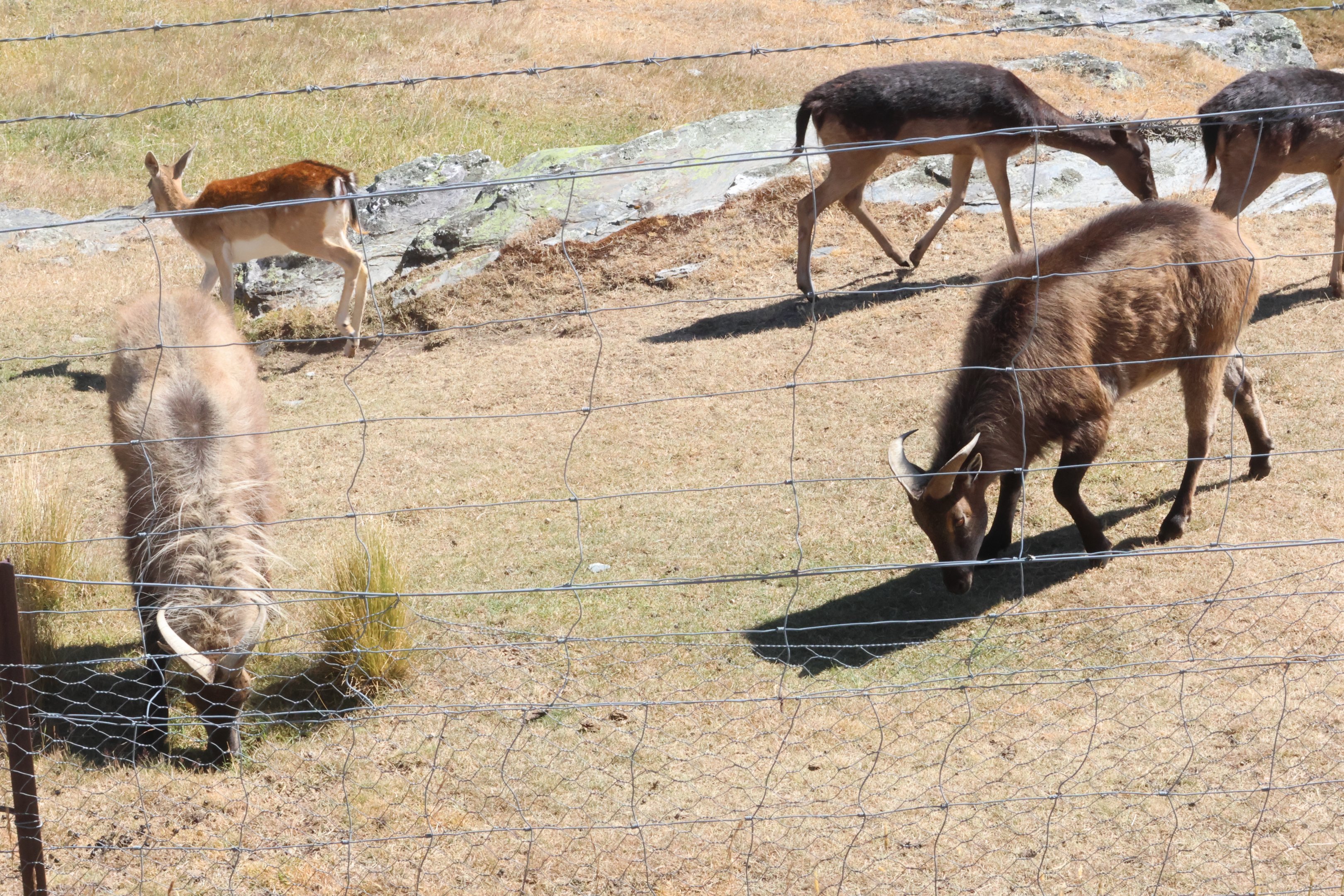 Himalayan Tahr (Hemitragus jemlahicus) and European Fallow Deer (Dama dama), Deer Park Heights (Queenstown)