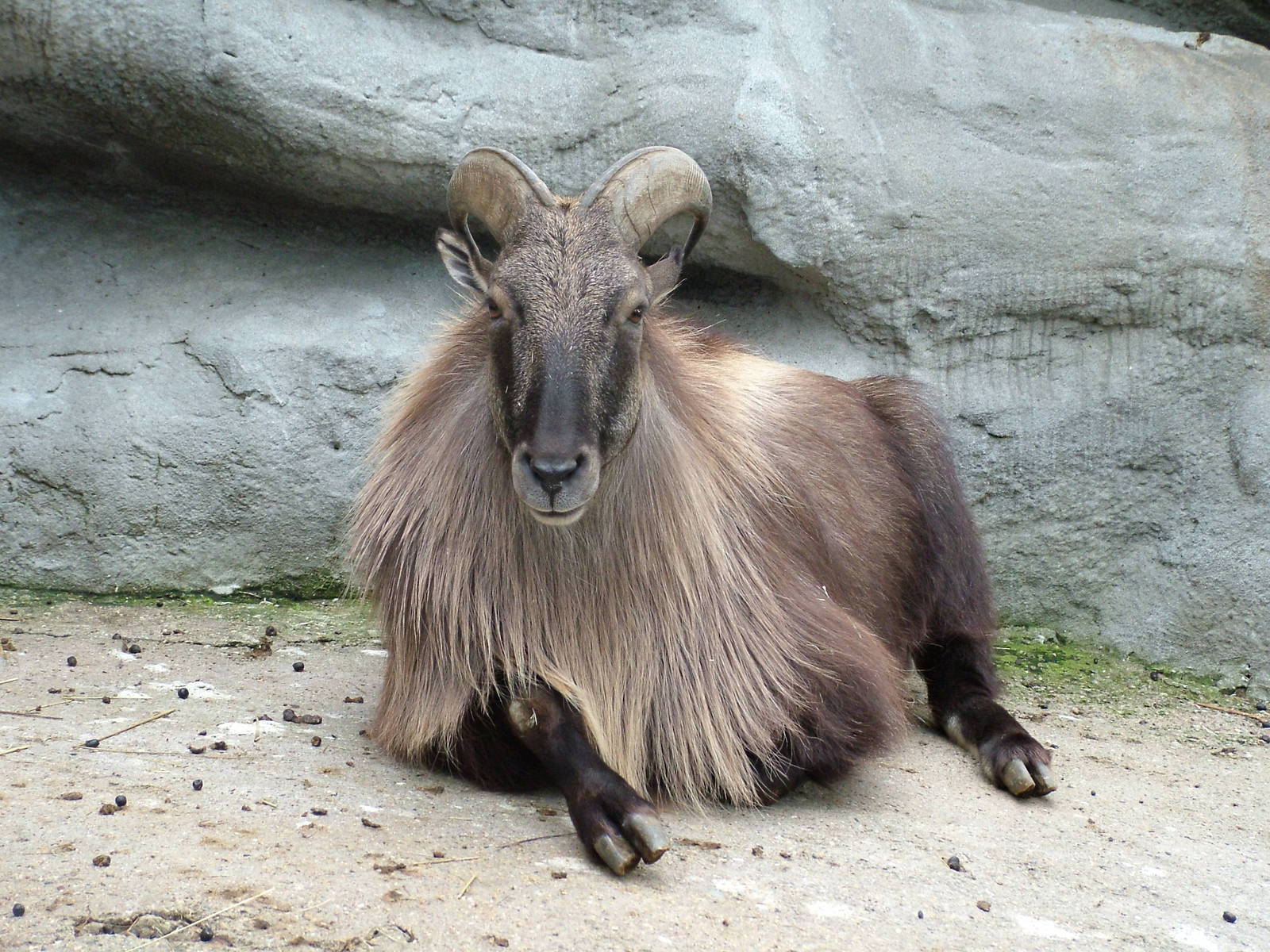 Himalayan Tahr (Hemitragus jemlahicus) at Hagenbecks, Hamburg