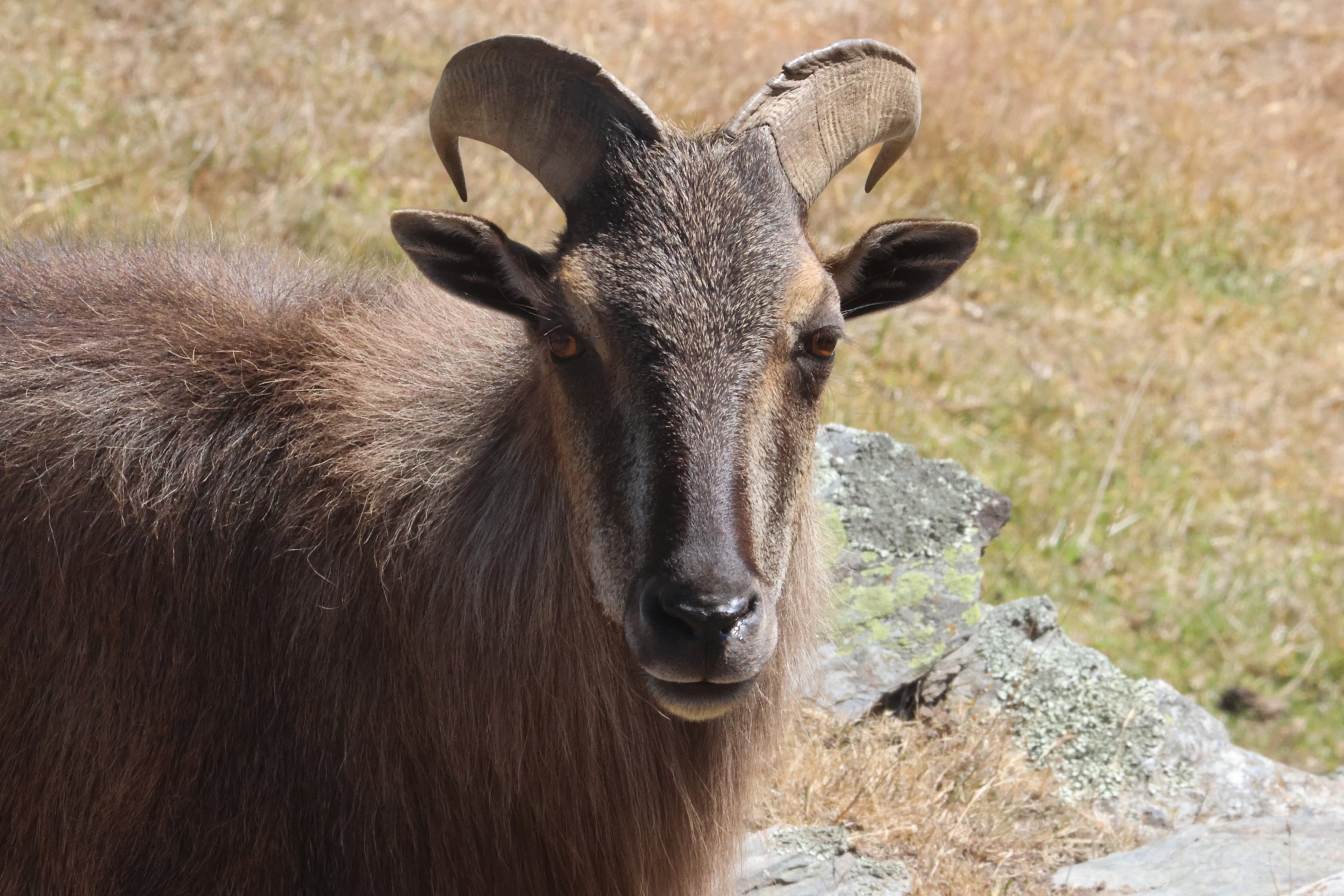 Himalayan Tahr (Hemitragus jemlahicus), Deer Park Heights (Queenstown)