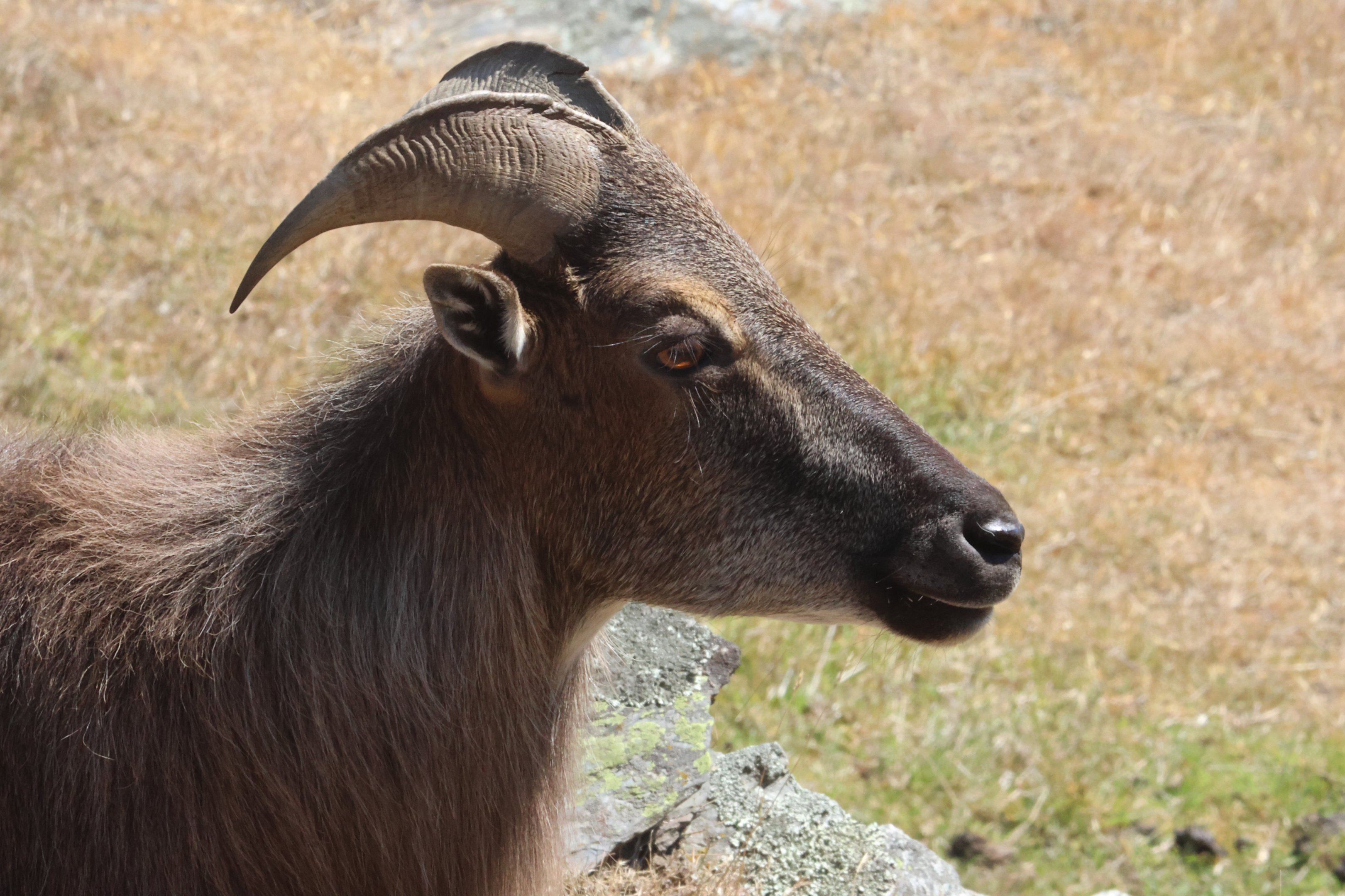 Himalayan Tahr (Hemitragus jemlahicus), Deer Park Heights (Queenstown)