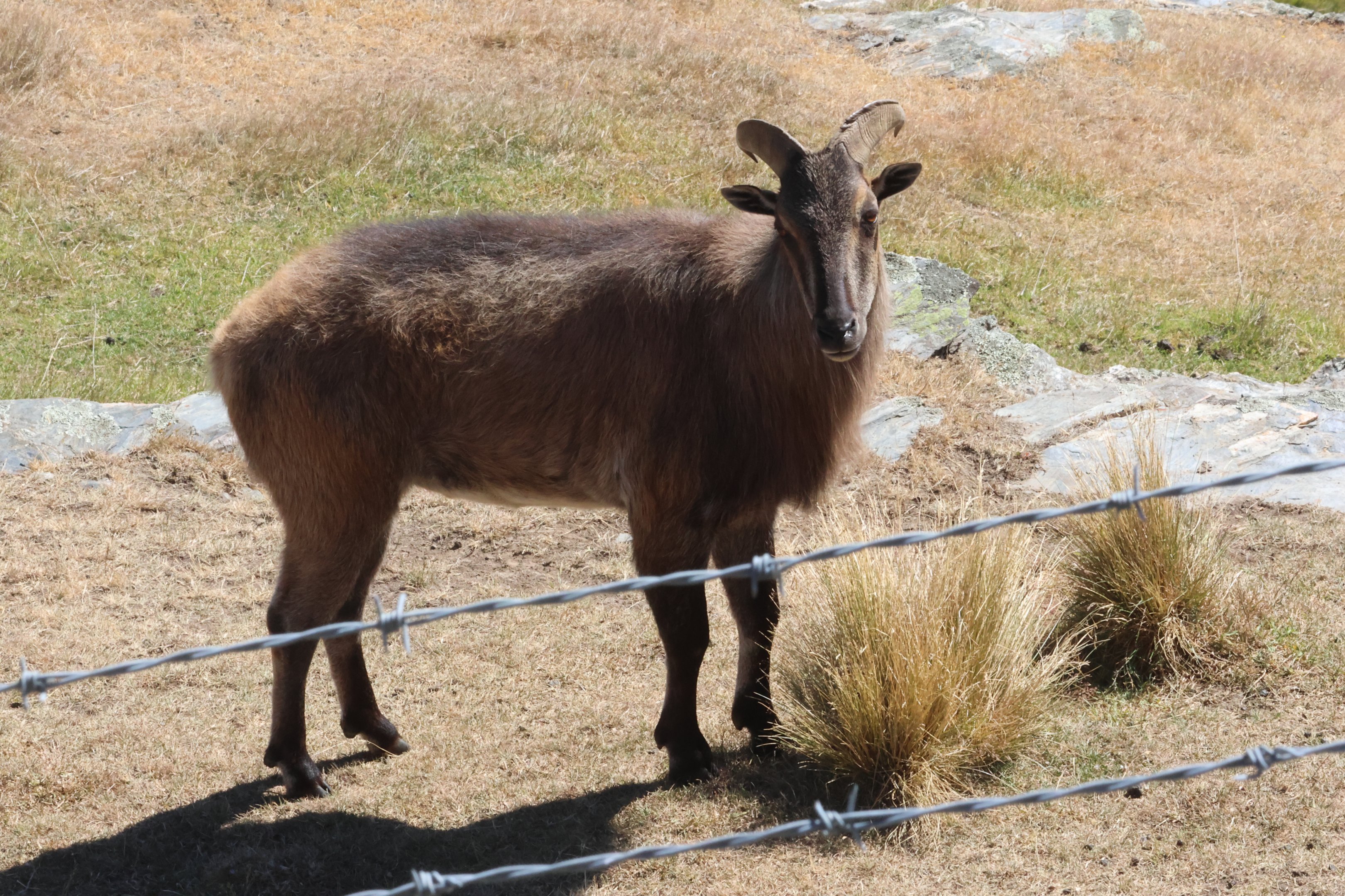 Himalayan Tahr (Hemitragus jemlahicus), Deer Park Heights (Queenstown)