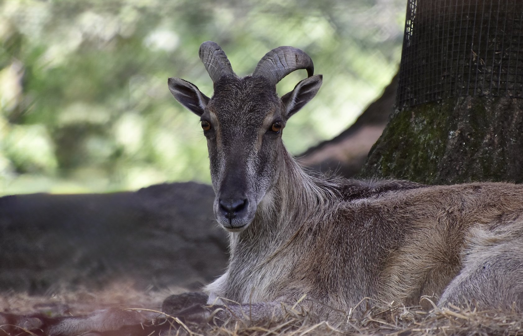 Himalayan Tahr (Hemitragus jemlahicus) female
