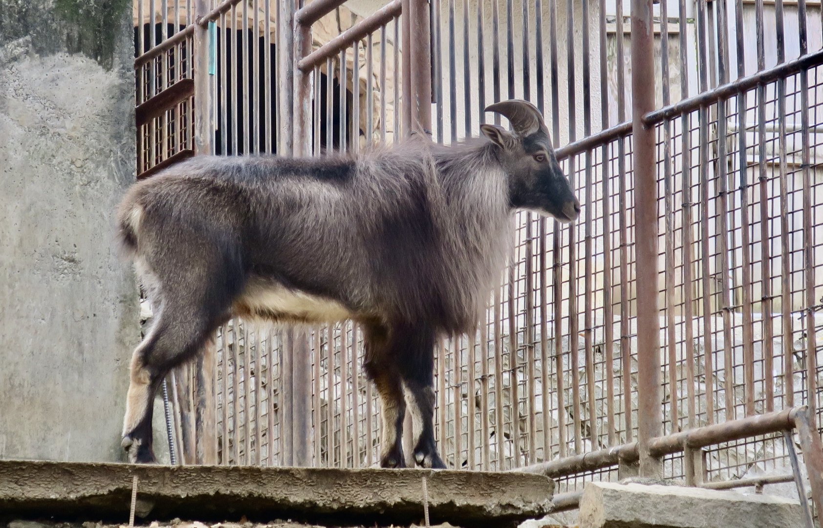 Himalayan Tahr (Hemitragus jemlahicus) male