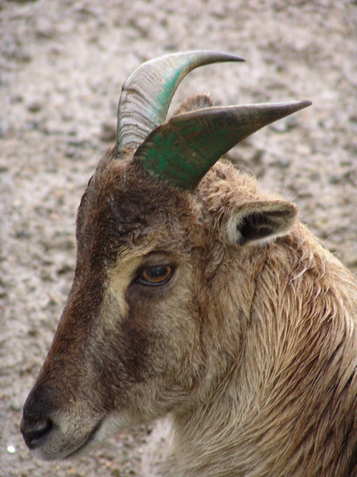 Himalayan Tahr (Hemitragus jemlahicus)