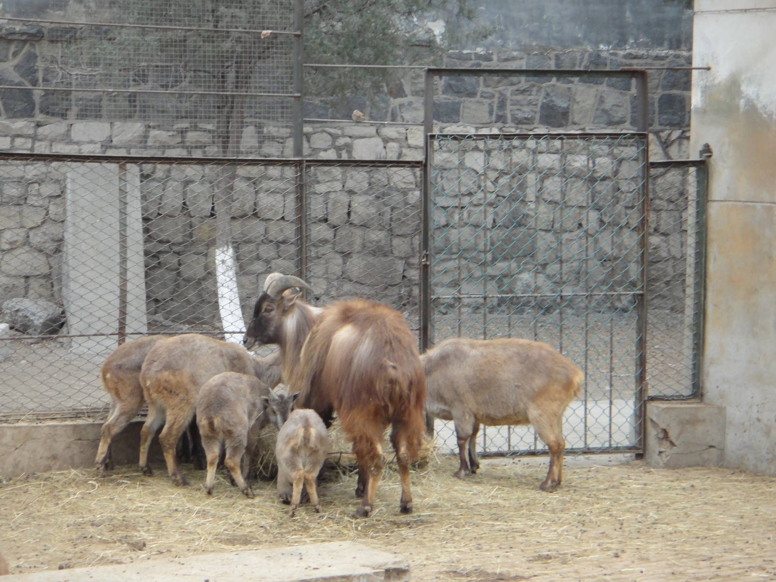 Himalayan tahr (Hemitragus jemlahicus)