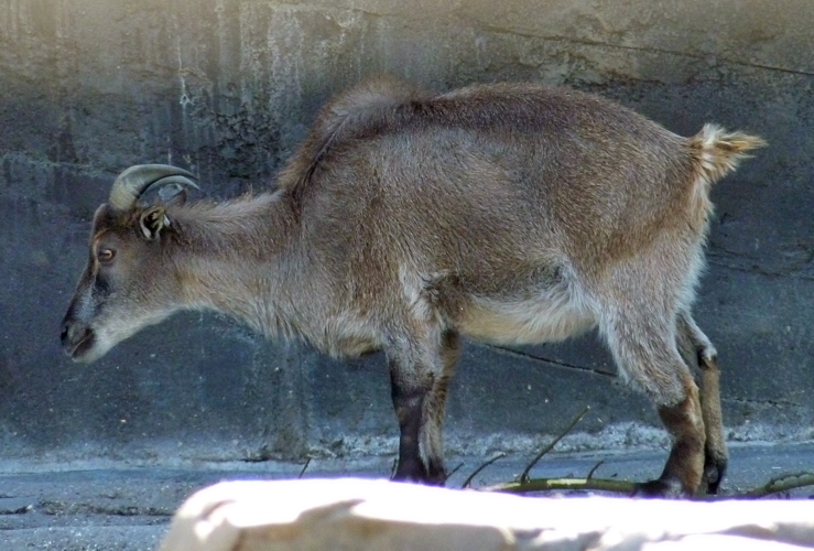 Himalayan tahr (Hemitragus jemlahicus)