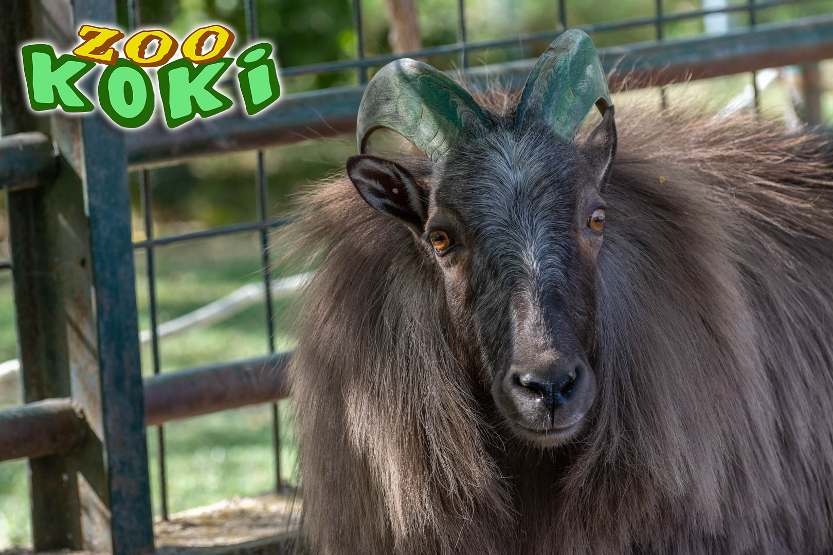 Himalayan tahr (Hemitragus jemlahicus)