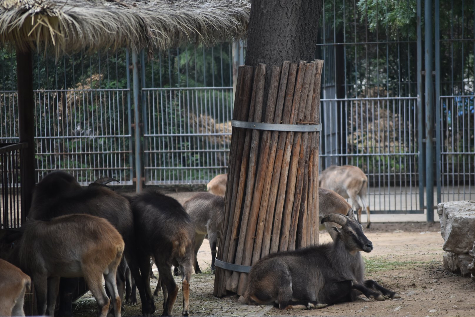 Himalayan tahr (Hemitragus jemlahicus)
