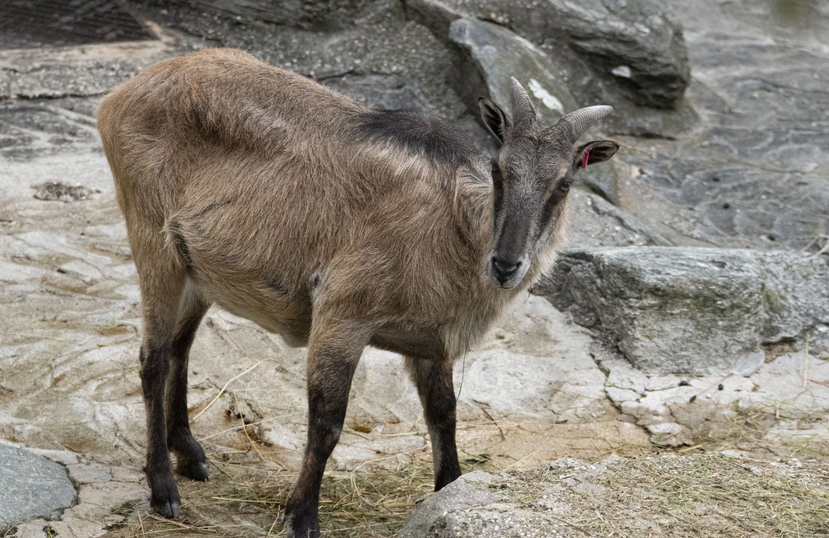 Himalayan tahr (Hemitragus jemlahicus)
