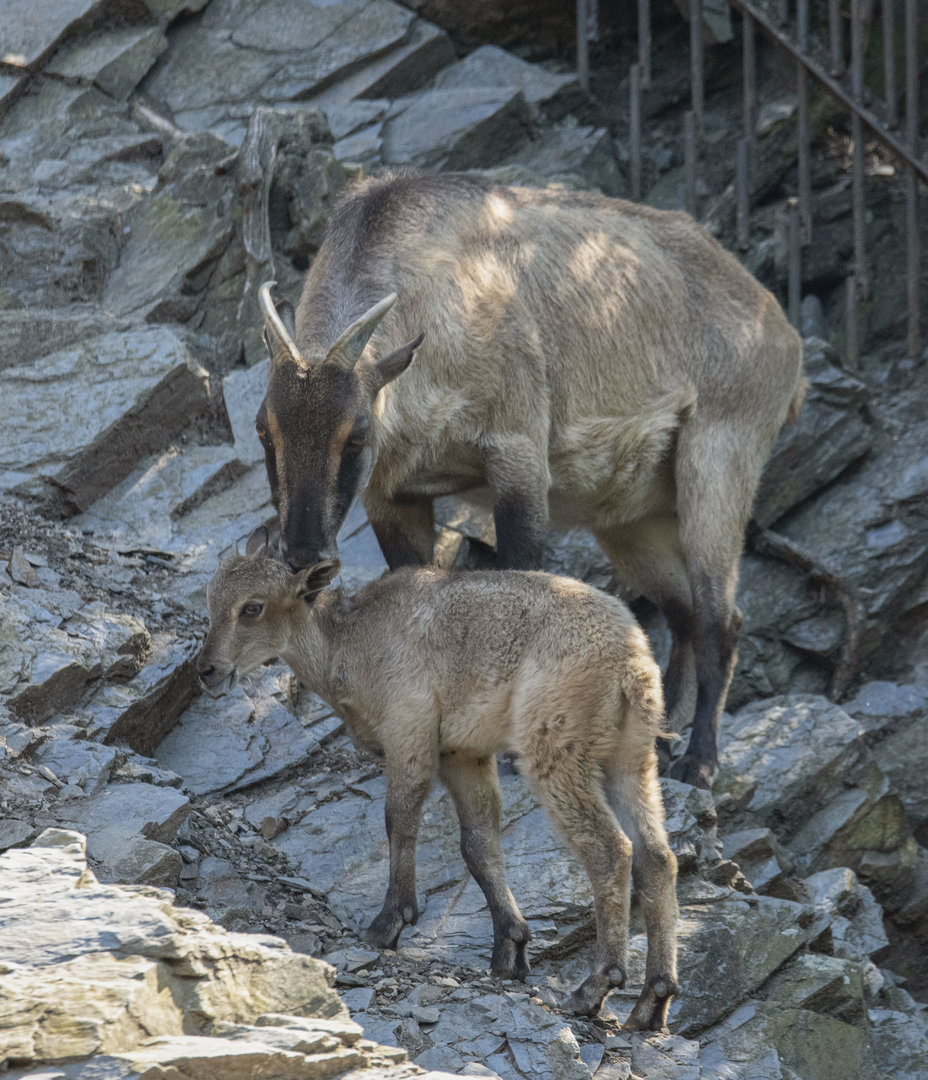 Himalayan tahr (Hemitragus jemlahicus)