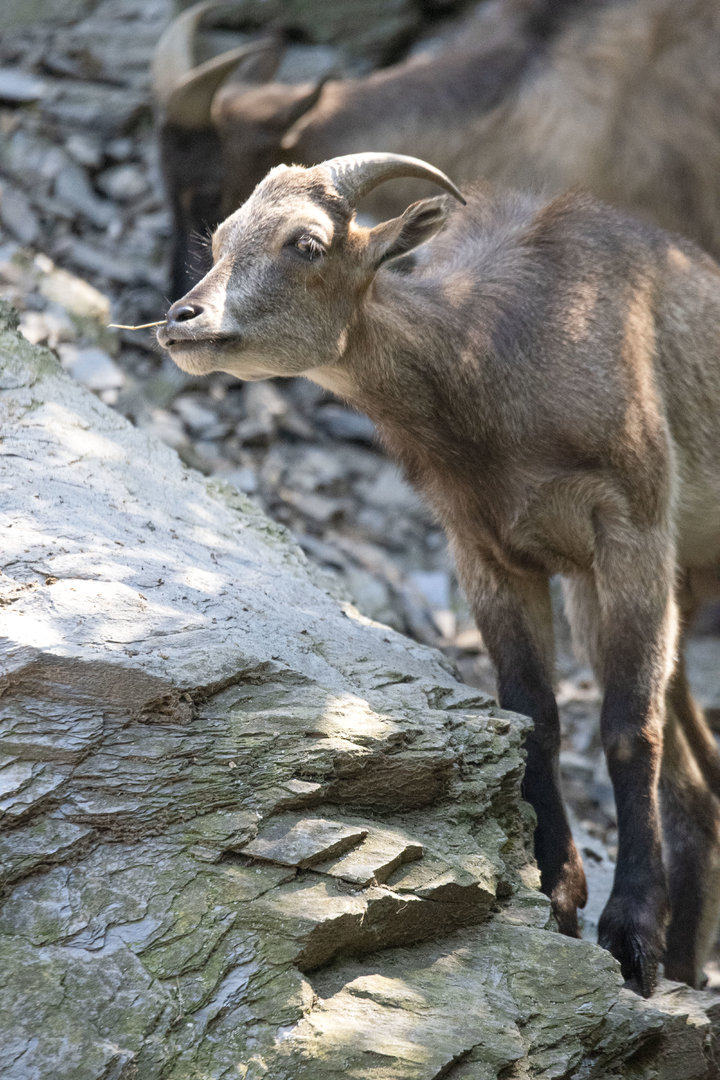 Himalayan tahr (Hemitragus jemlahicus)
