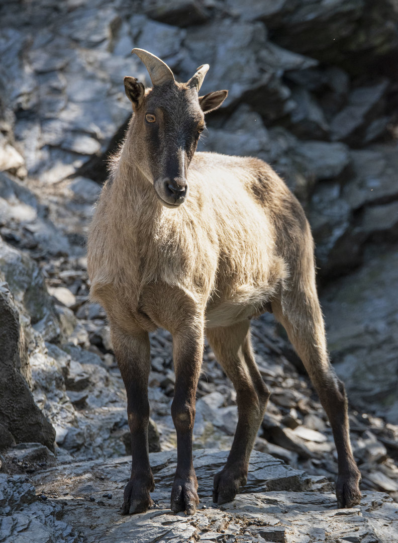 Himalayan tahr (Hemitragus jemlahicus)