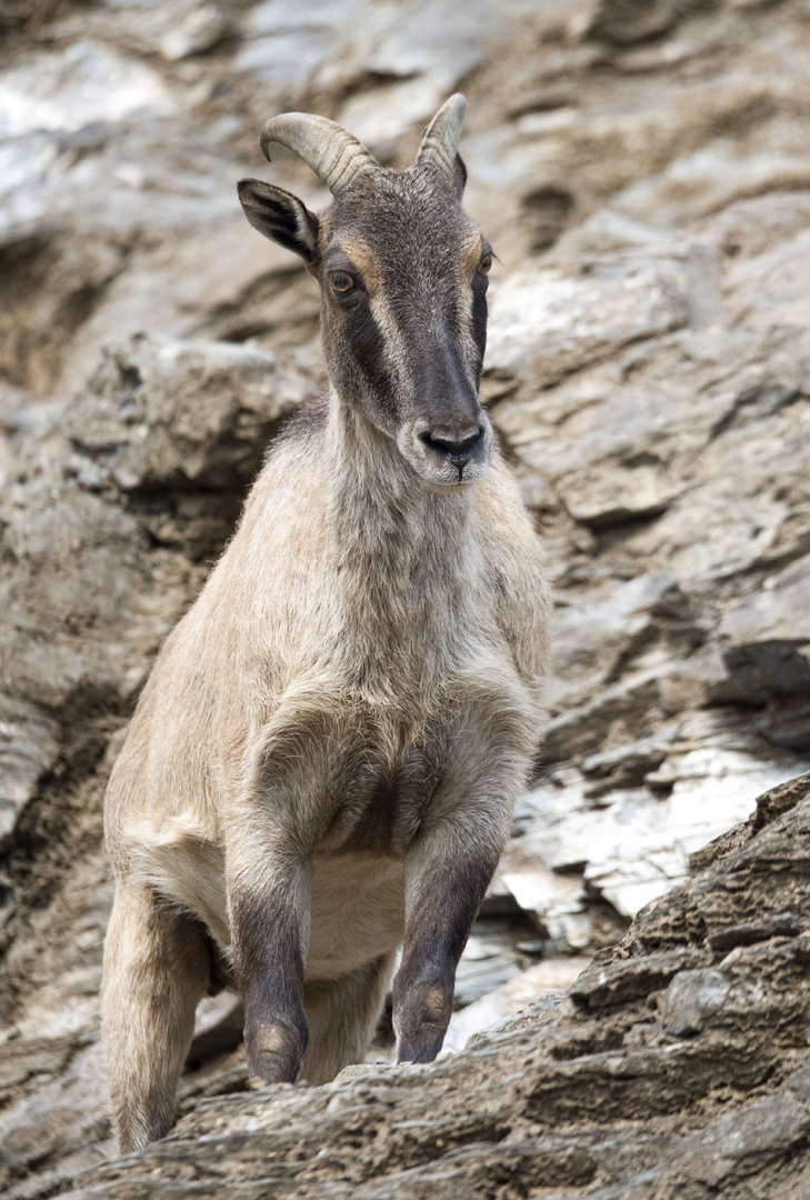 Himalayan tahr (Hemitragus jemlahicus)