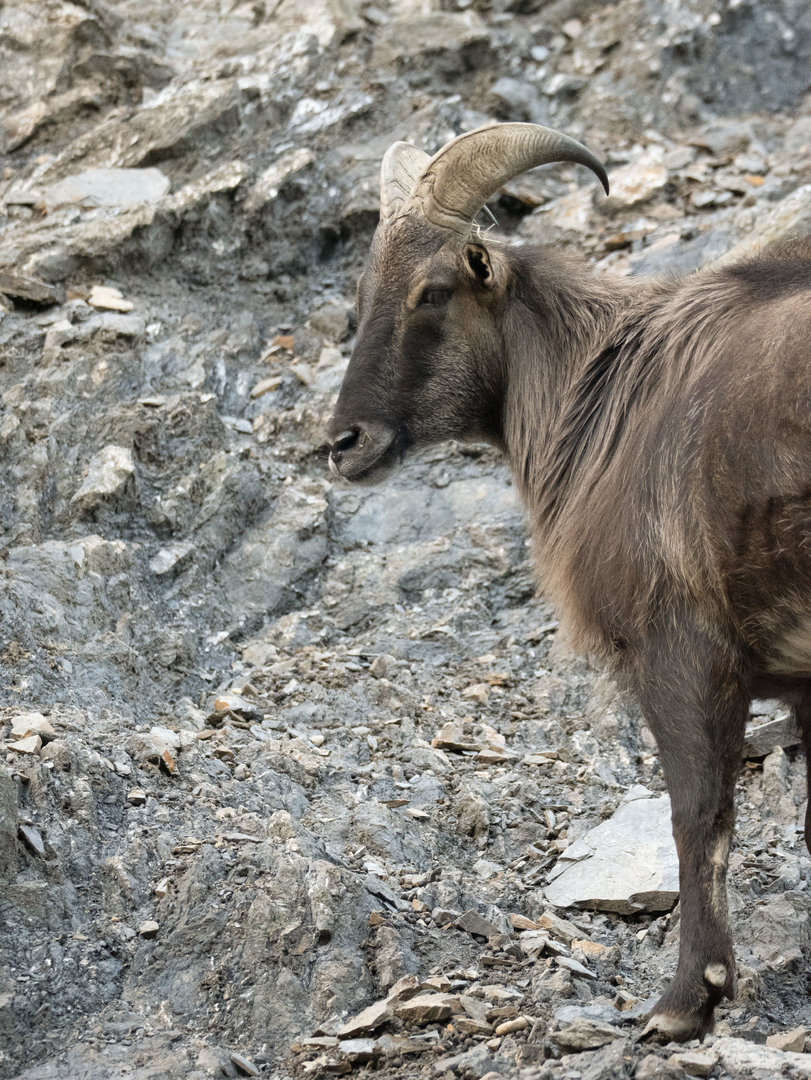 Himalayan tahr (Hemitragus jemlahicus)