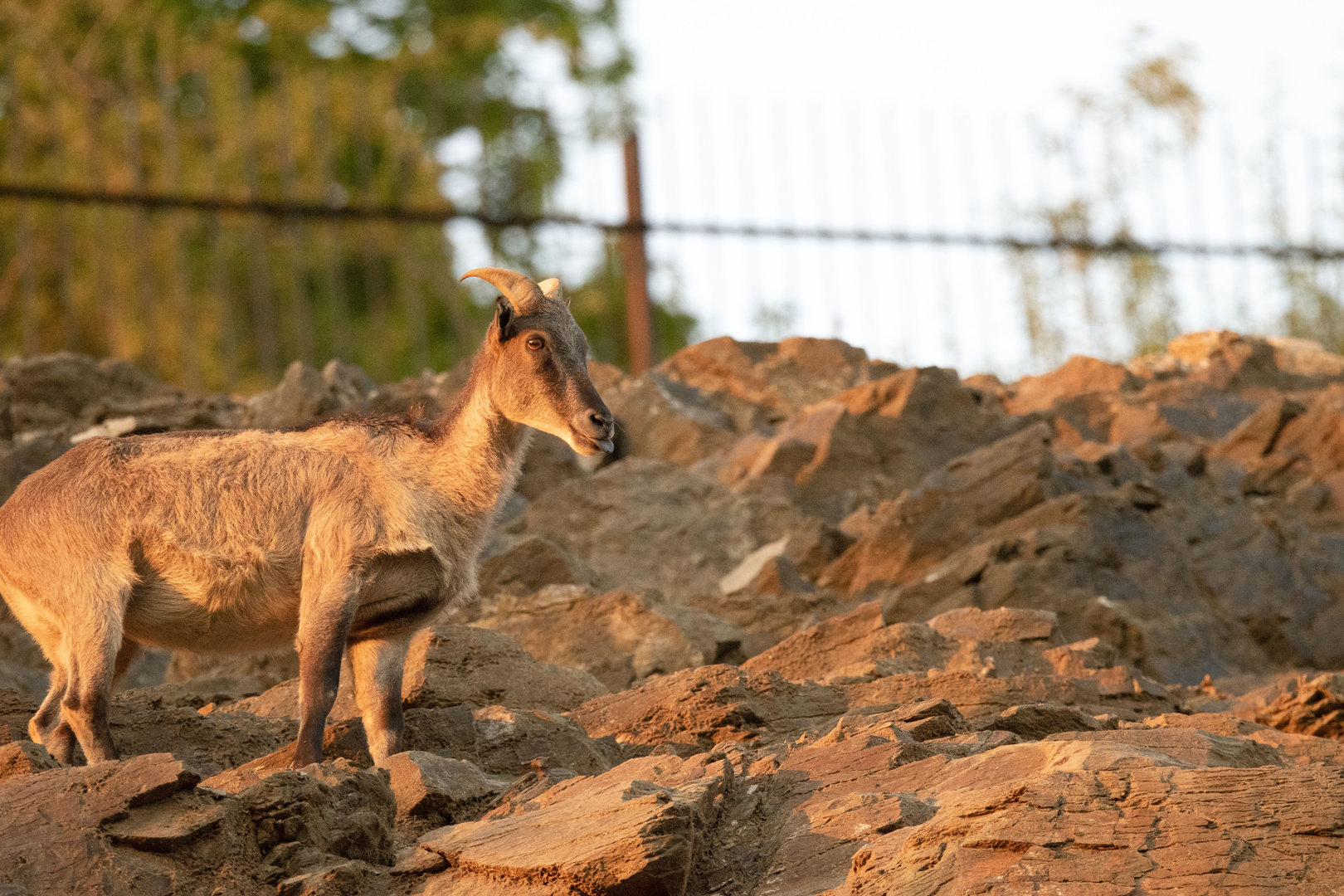 Himalayan tahr (Hemitragus jemlahicus)