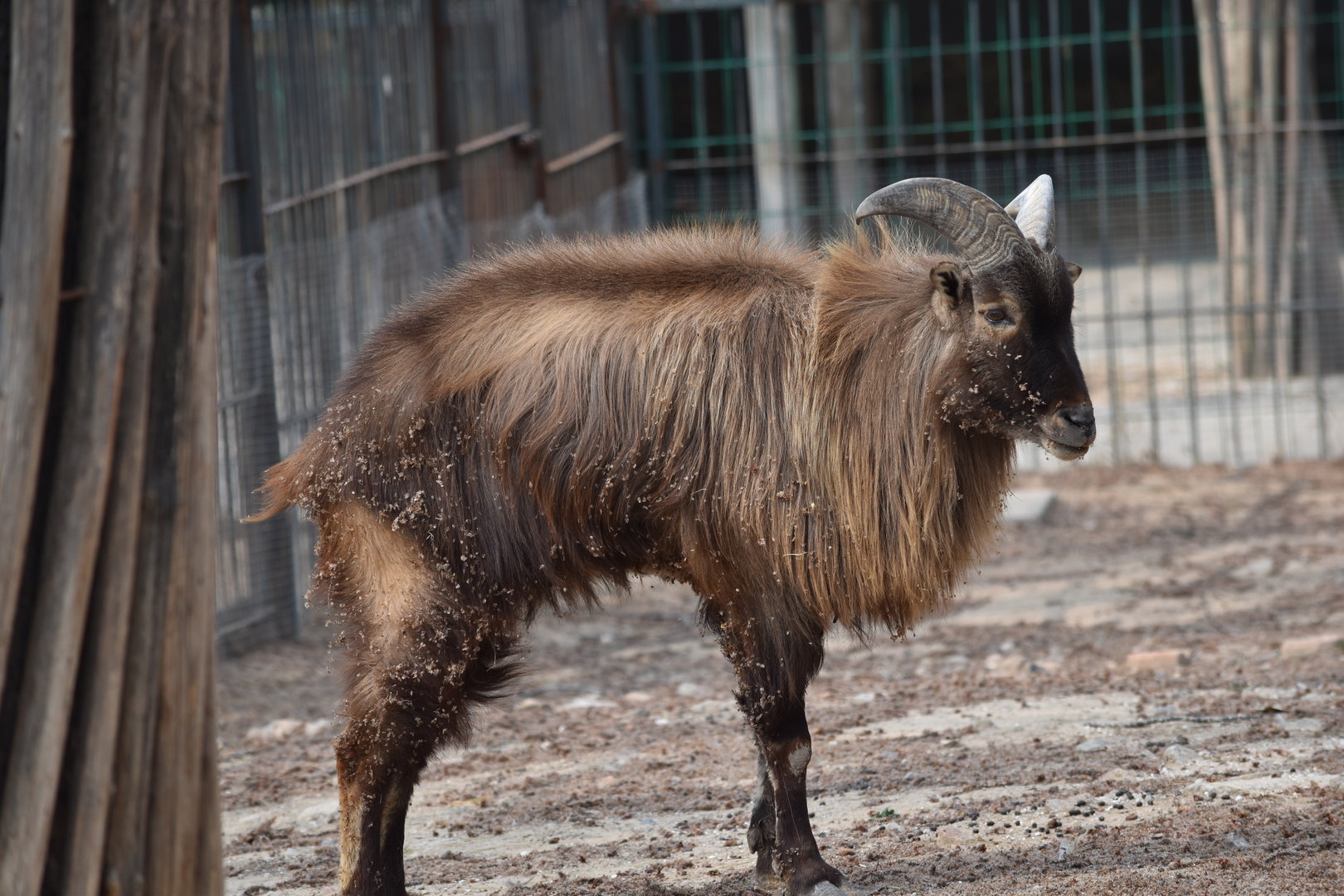 Himalayan tahr (Hemitragus jemlahicus)