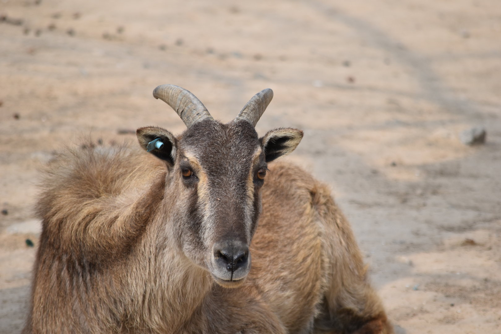 Himalayan tahr (Hemitragus jemlahicus)