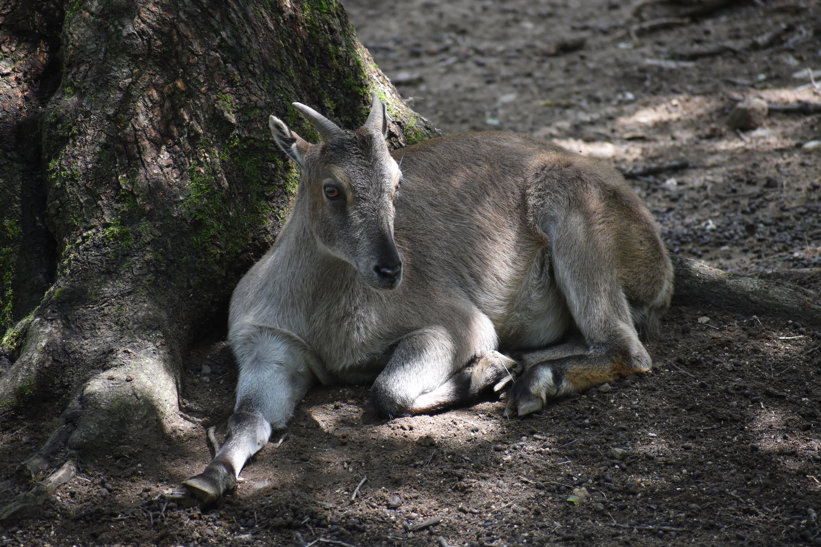 Himalayan tahr - Hemitragus jemlahicus