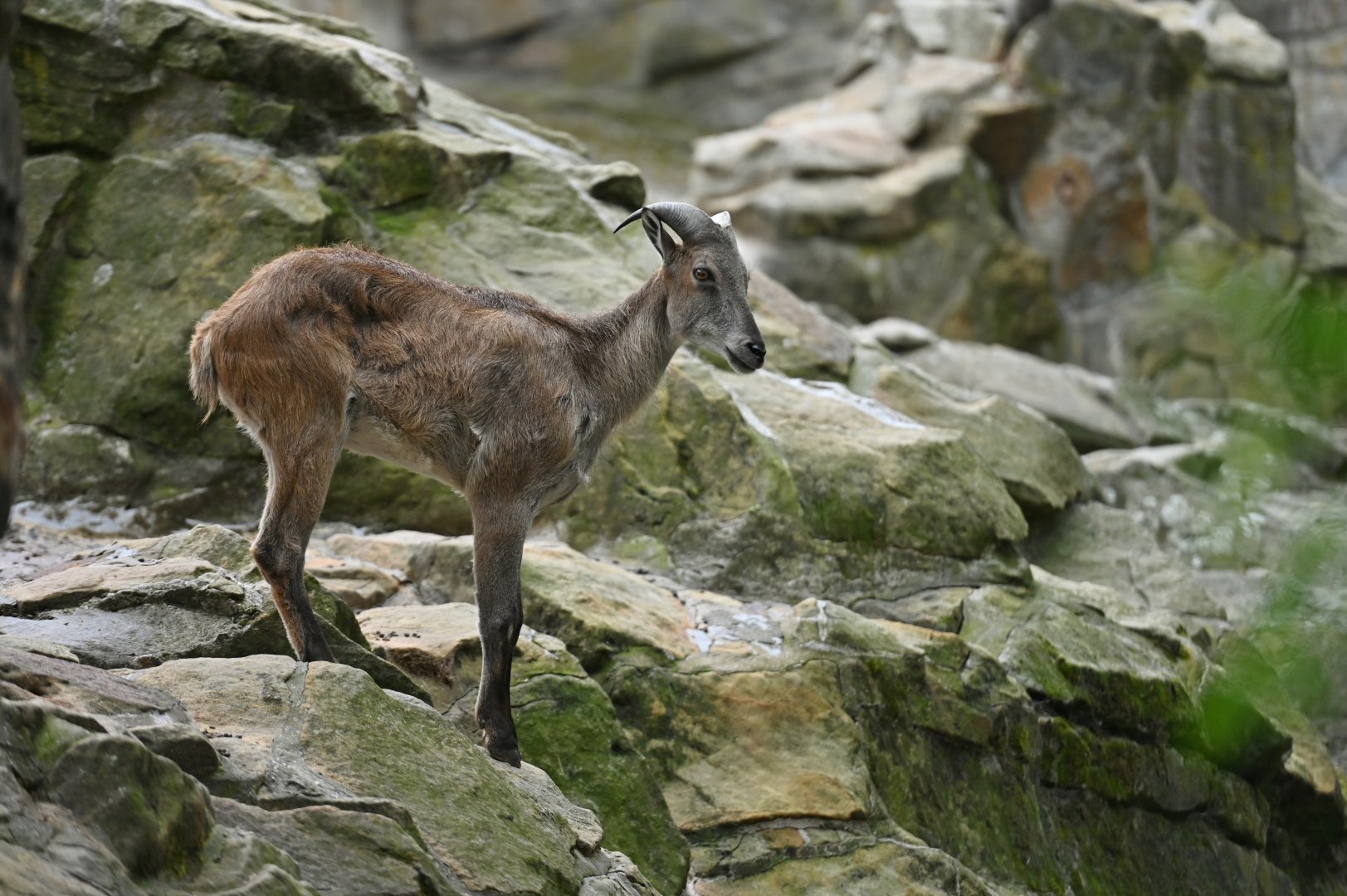 Himalayan tahr (Hemitragus jemlahicus)