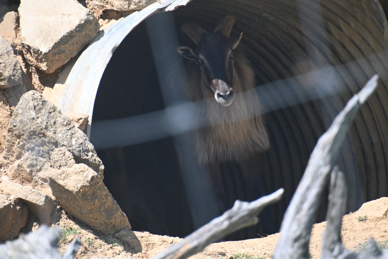 Himalayan tahr (Hemitragus jemlahicus)