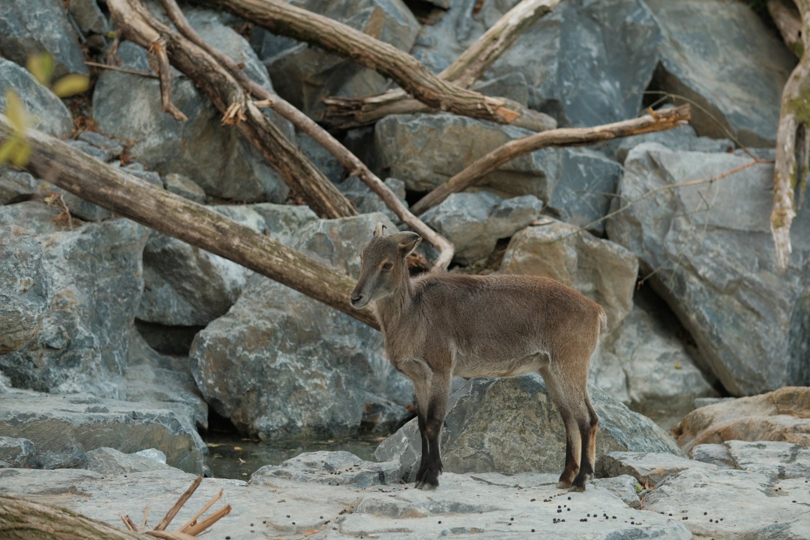 Himalayan Tahr (Hemitragus jemlahicus)