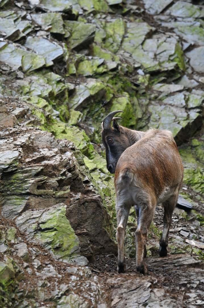 Himalayan tahr Hemitragus jemlahicus