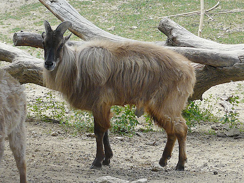 Himalayan Tahr in Kishinev Zoo