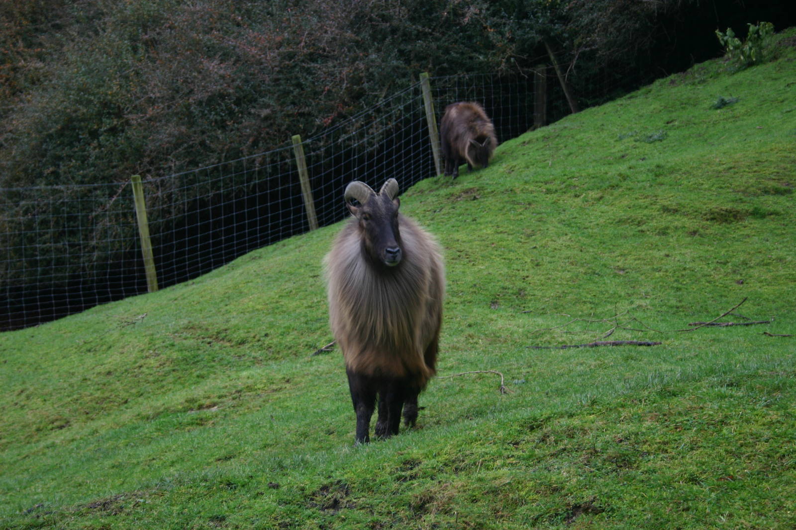 Himalayan Tahr - Paradise Valley Springs