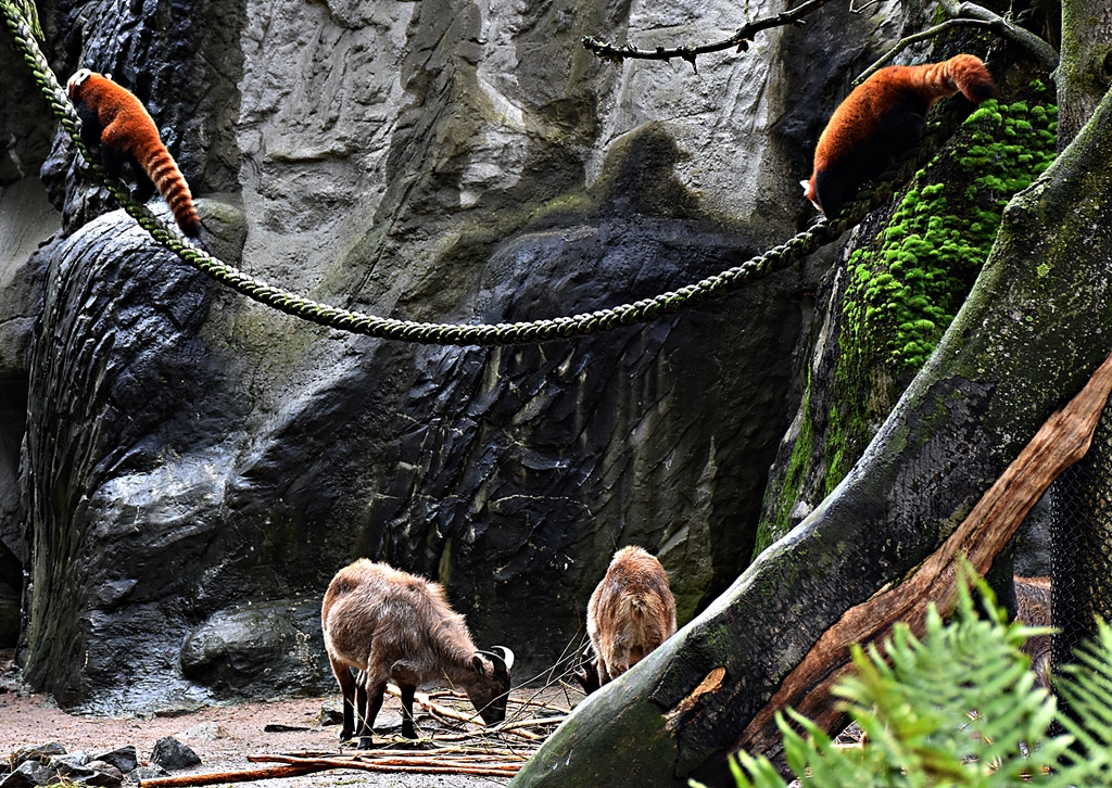 Himalayan tahr & Red panda