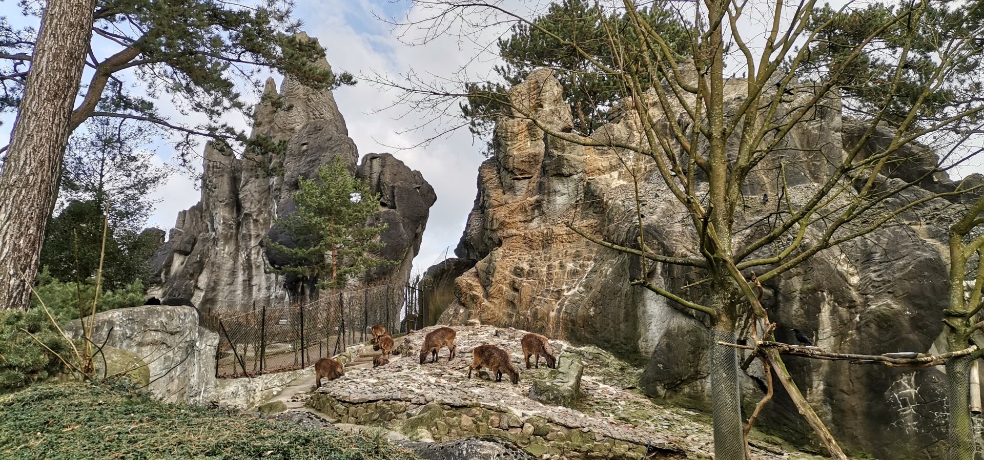 Himalayan Tahr / Red Panda